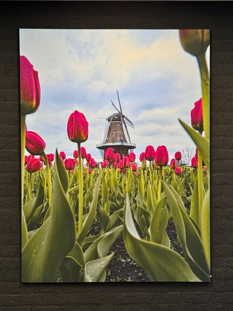 Een canvas van rode tulpen met een traditionele Nederlandse windmolen op de achtergrond, opgehangen aan een zwarte muur.